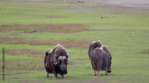 A large herd of musk oxen with cubs in the tundra. Republic of Sakha (Yakutia), Russia.
