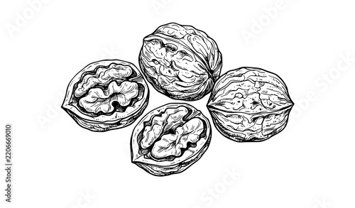Hand Drawn Walnut Ink Sketch with Whole and Cracked Nuts Vector