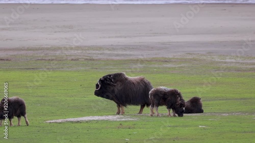 A large herd of musk oxen with cubs in the tundra. Republic of Sakha (Yakutia), Russia.