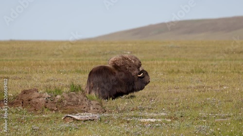 Male muskox in tundra. Republic of Sakha, Yakutia, Russia