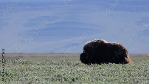 Male muskox in tundra. Republic of Sakha, Yakutia, Russia