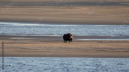 Male muskox in tundra. Republic of Sakha, Yakutia, Russia