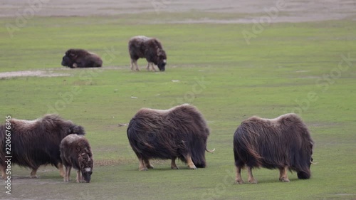 A large herd of musk oxen with cubs in the tundra. Republic of Sakha (Yakutia), Russia.