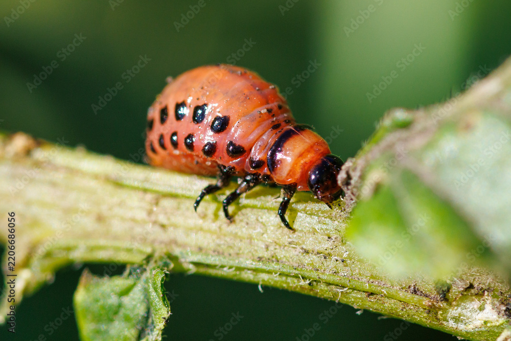 Obraz premium Red beetle with black spots on a green plant stem