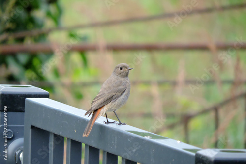 Female black redstart bird with an orange tail perched on a metal fence gate