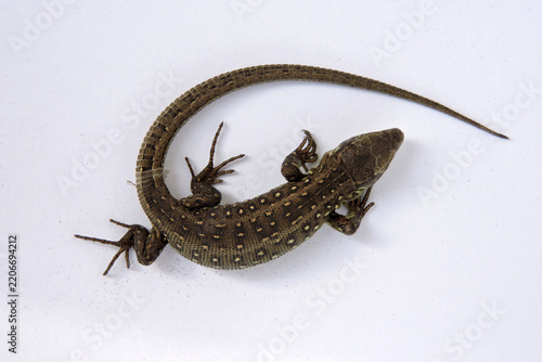 A male moulting wild sand lizard isolated on white, top view