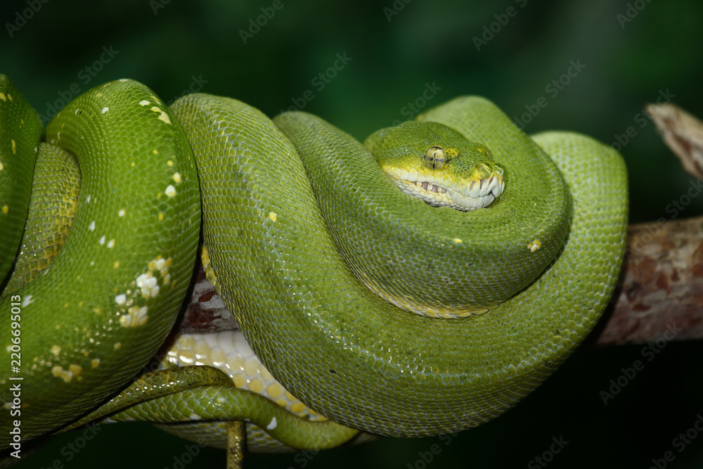 Obraz premium Grüner Baumpython / Green tree python / Morelia viridis