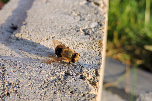 Dead mason bee insect lying on a rough concrete block surface