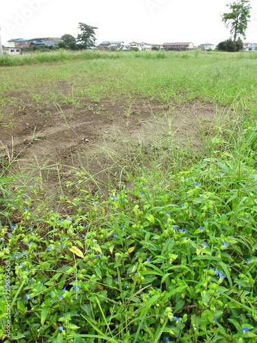 畔に露草咲く首都圏の秋の休耕地風景