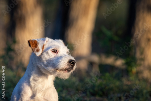 Obraz na plátně Jack Russell Terrier