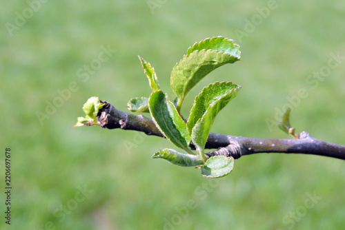 Close-up of young green leaves and buds growing on an apple tree branch in spring