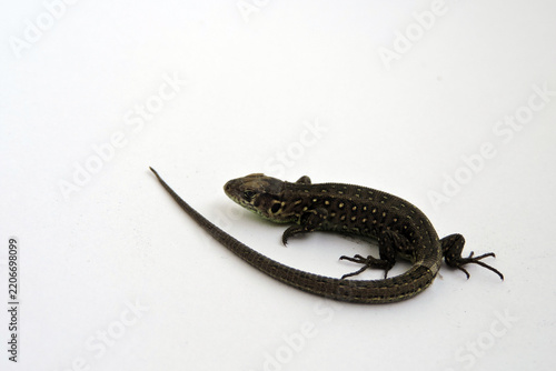A male wild sand lizard isolated on white, isometric view