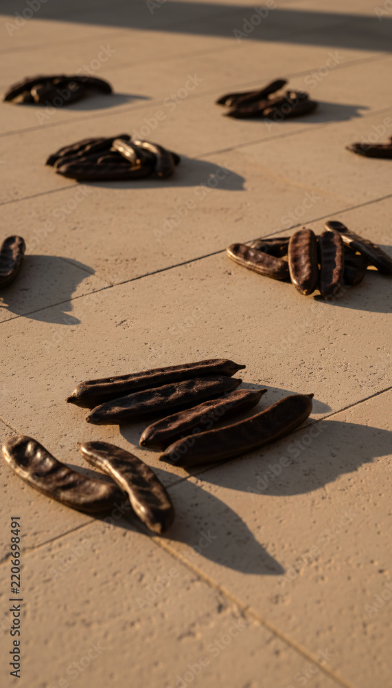 Obraz premium Carob pods drying on a stone floor, everything clean and newly maintained, warm low-angle light with long shadows