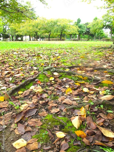 桜の枯れ葉の散った秋の朝の公園風景