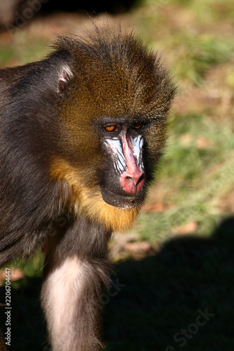 Sticker Mandrill / Mandrill / Mandrillus sphinx