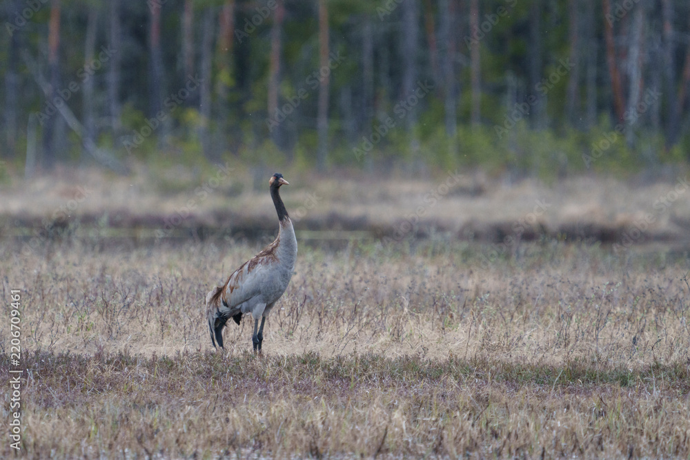 Obraz premium Common crane, grus grus