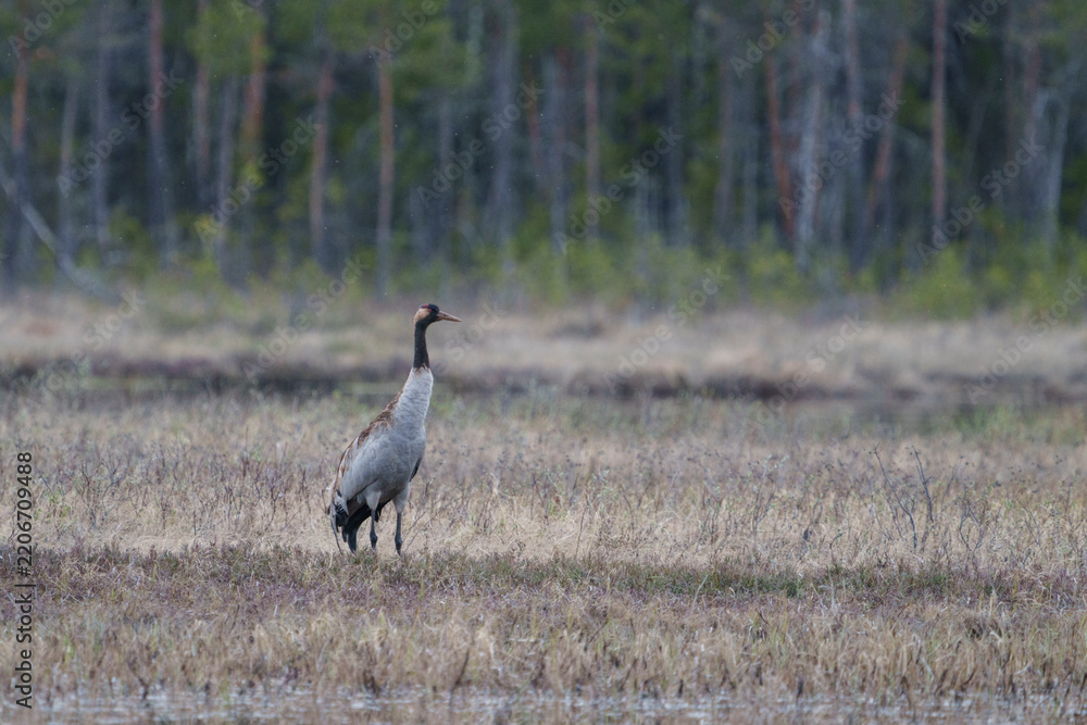 Obraz premium Common crane, grus grus