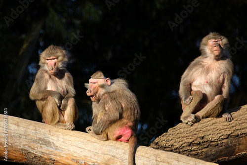 Photography Mantelpavian / Hamadryas baboon / Papio hamadryas