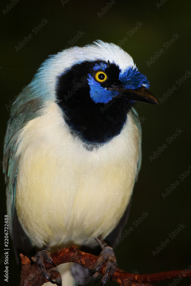 Obraz premium Grünhäher oder Inkahäher / Green jay / Cyanocorax yncas