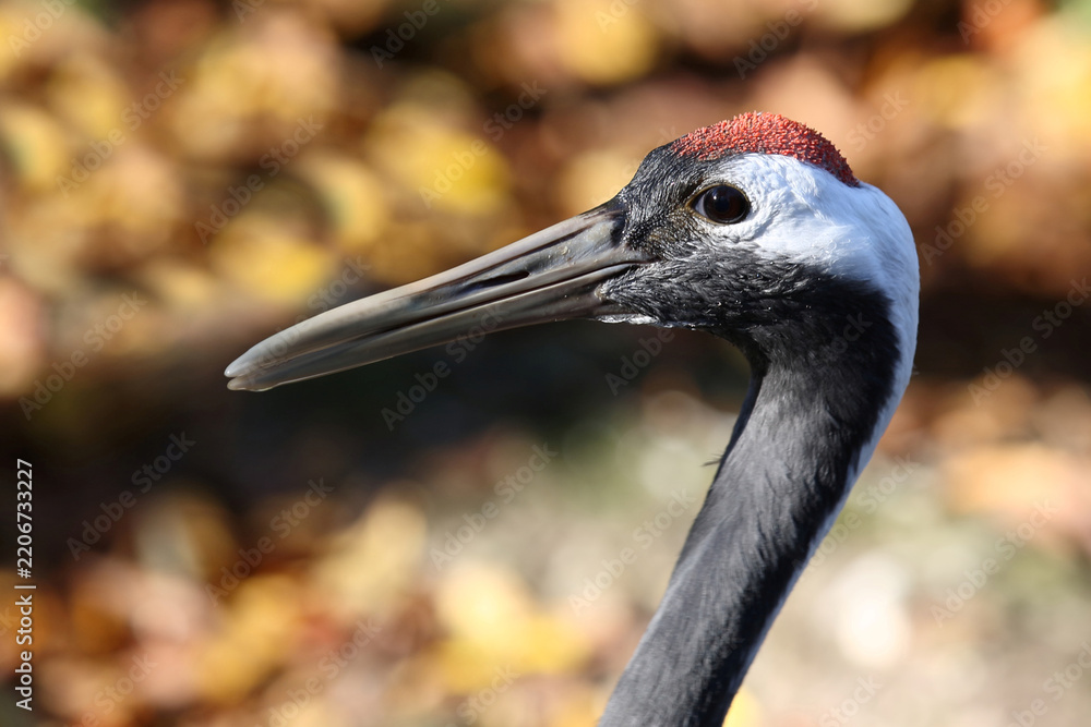 Obraz premium Mandschurenkranich / Red-crowned crane / Grus japonensis