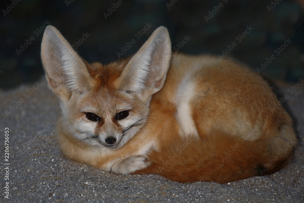 Fototapeta premium Fennek oder Wüstenfuchs / Fennec fox / Vulpes zerda - Fennecus zerda