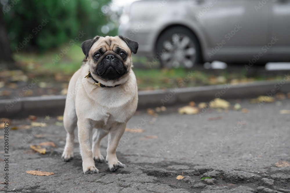 Obraz premium Purebred fawn pug puppy outdoors representing a pet nutrition and veterinary care concept. Domestic animal welfare, popular small dog breed focus training, and urban environment exploration