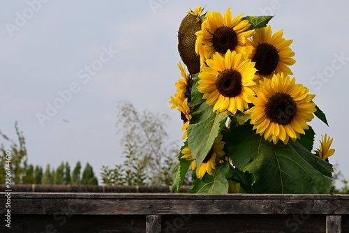 Mulitple headed sunflower in a an English country garden. 