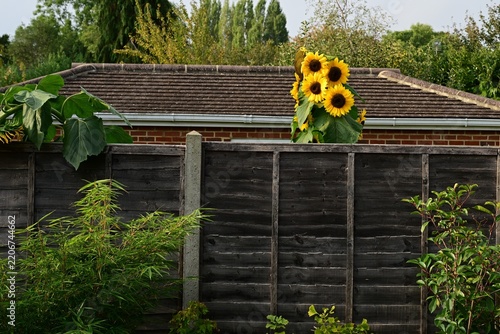 Mulitple Headed Sunflower in an English Garden.