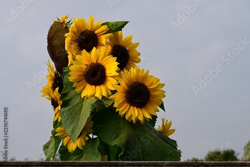 Mulitple headed sunflower in an English Country Garden. 