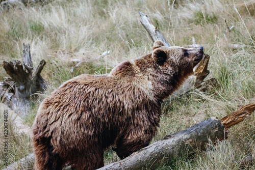 Animal photograph of a brown bear catching a scent.