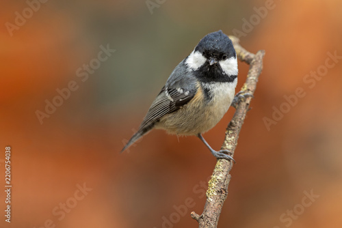 Coal Tit (Periparus ater) perched on a branch against a soft autumn background, captured in its natural habitat with warm foliage and beautiful seasonal colors
