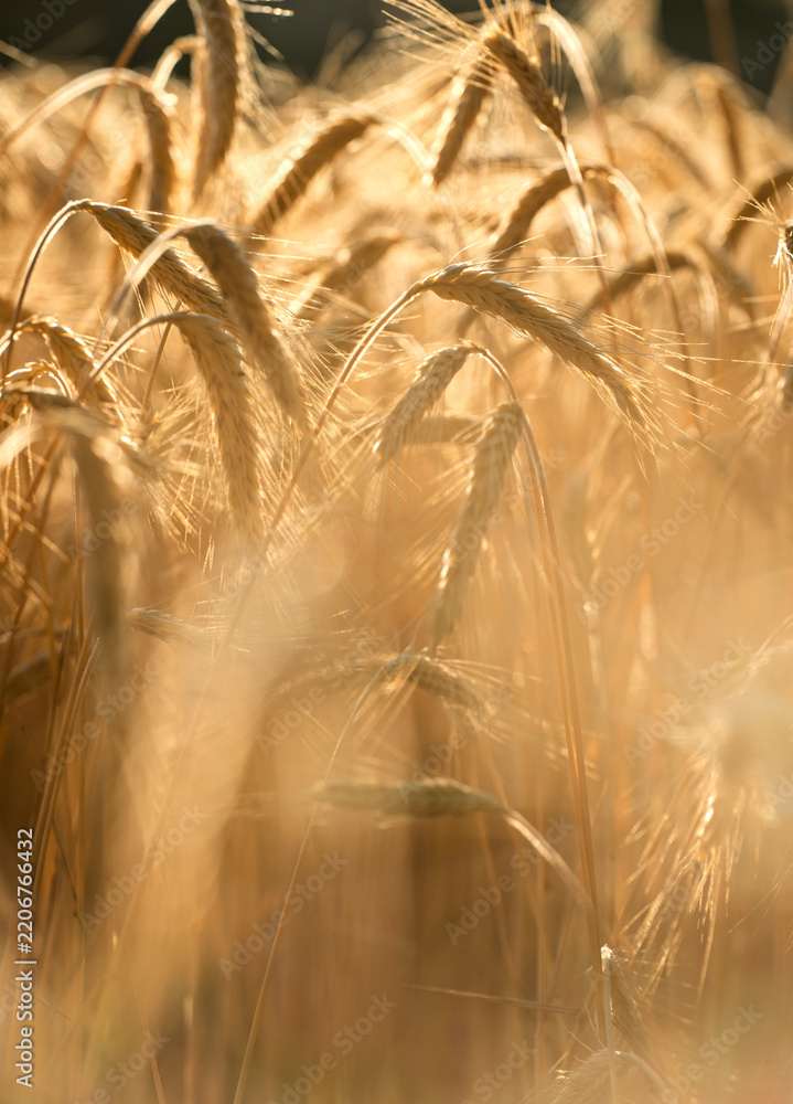 Obraz premium Golden wheat heads in warm evening light