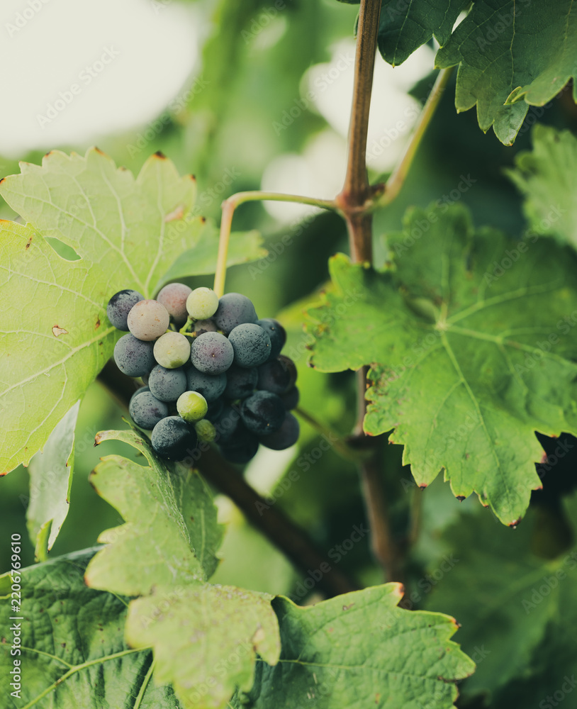 Obraz premium Grapes at different stages of ripening on grapevine