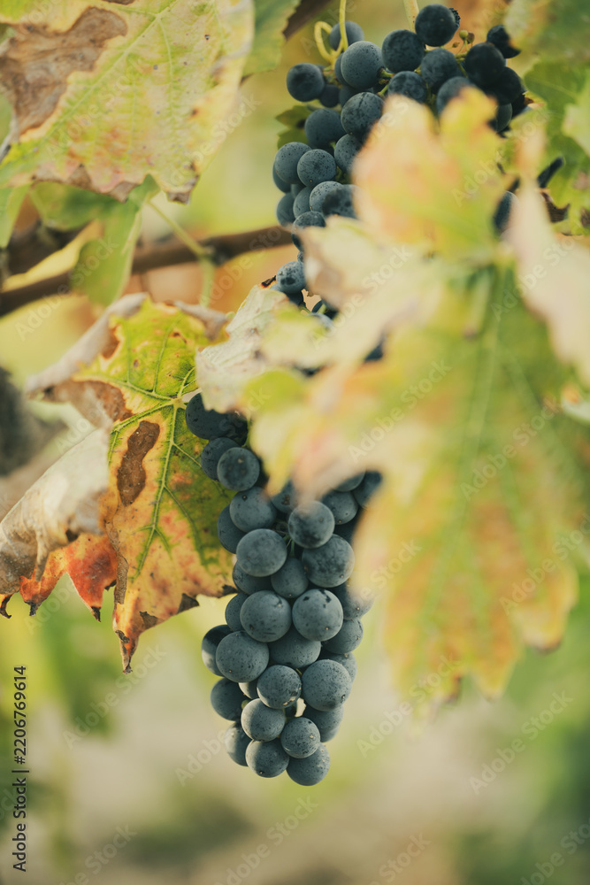 Obraz premium Dark grape cluster hanging among autumn vine leaves