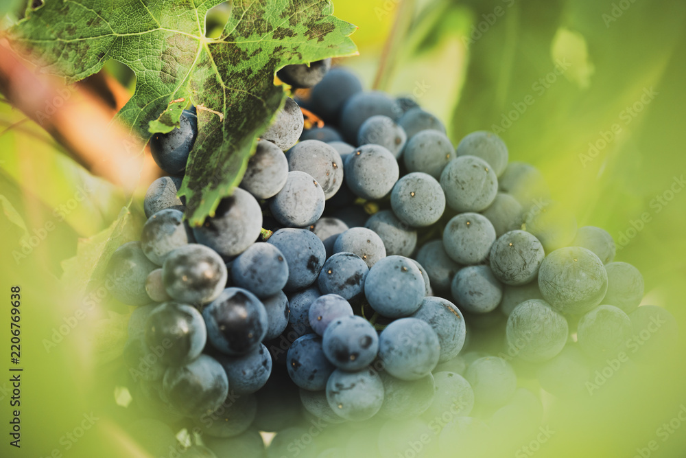 Obraz premium Ripe purple grapes partially hidden by green vine leaves