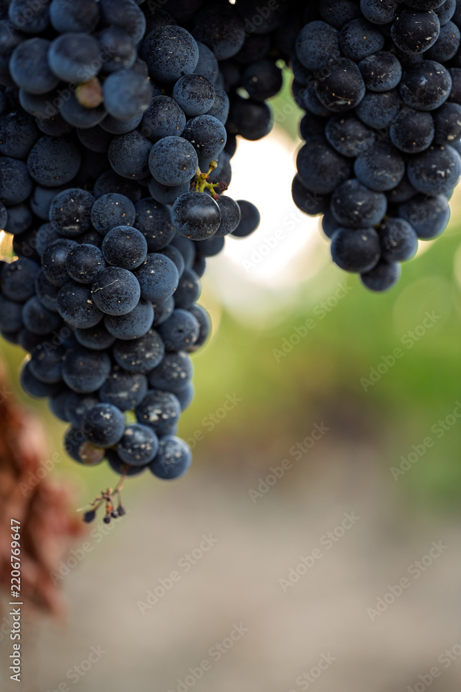 Obraz premium Ripe dark grape clusters hanging in vineyard