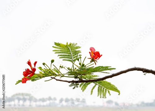 A branch of the flamboyant tree, scientifically known as Delonix regia. On the island of Java, this ornamental tree is locally called “Flamboyan.”  (Indonesia)