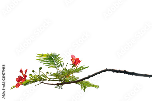 A branch of the flamboyant tree, scientifically known as Delonix regia. On the island of Java, this ornamental tree is locally called “Flamboyan.”  (Indonesia)