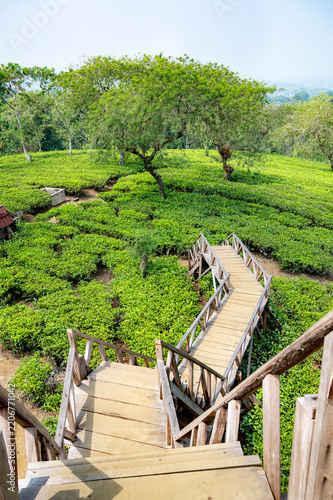 Wonosari Tea Plantation near Malang (Java-Indonésia)