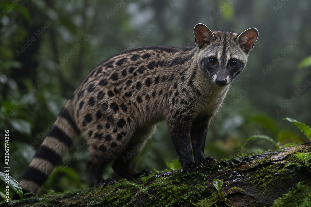 Obraz premium Wild African civet on mossy log in dim rainforest, spotted coat and dark face mask, wildlife and nature concept
