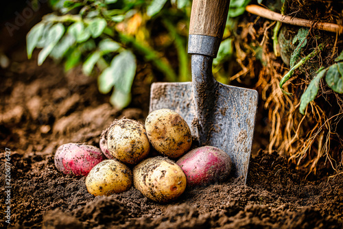 A spade is used to turn the soil as potatoes are collected from the ground in a garden setting. The scene shows fresh vegetables being harvested