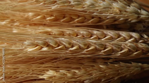 Close-up of dried barley