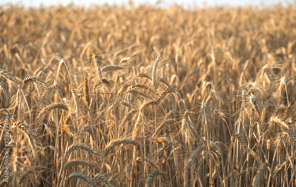 Obraz premium Ripe golden wheat field ready for harvest