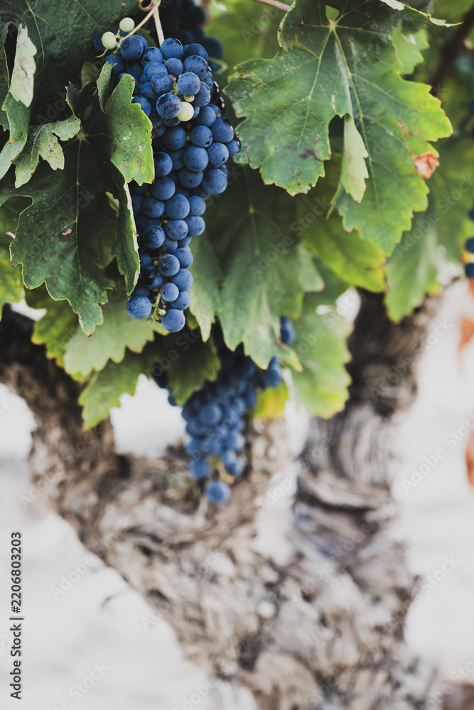 Obraz premium Ripe dark grape clusters growing on old grapevine