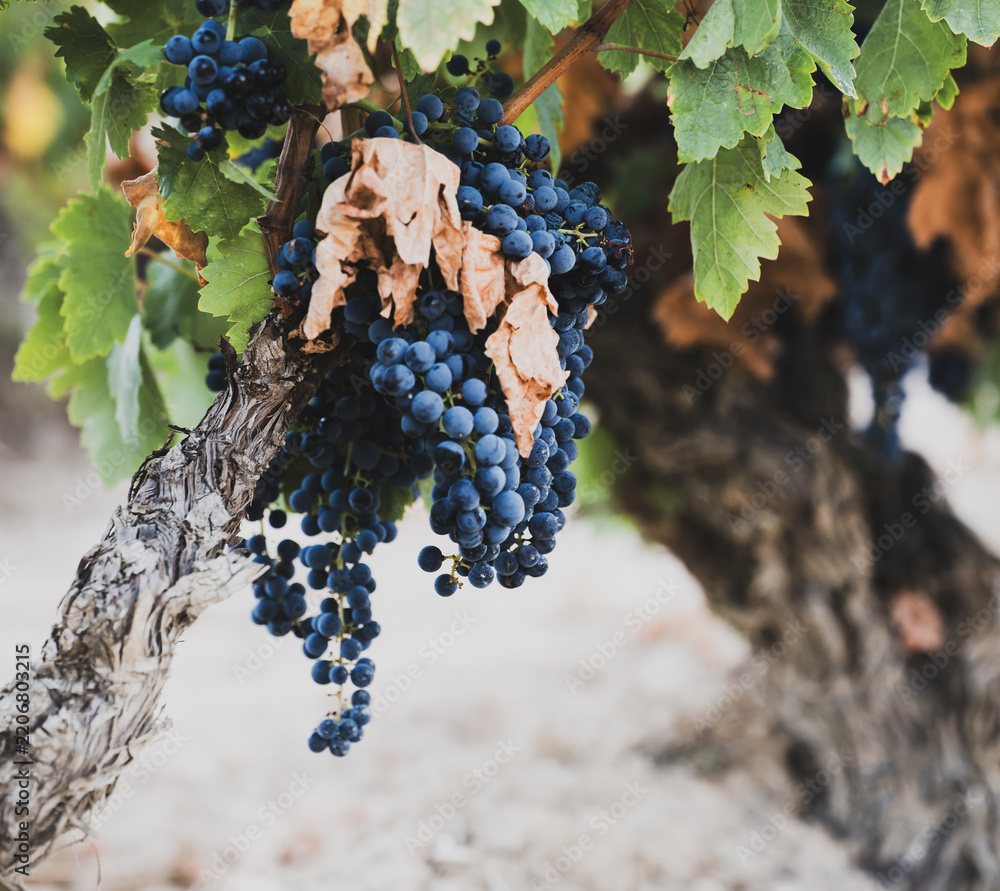 Obraz premium Ripe grape clusters growing on gnarled old grapevine