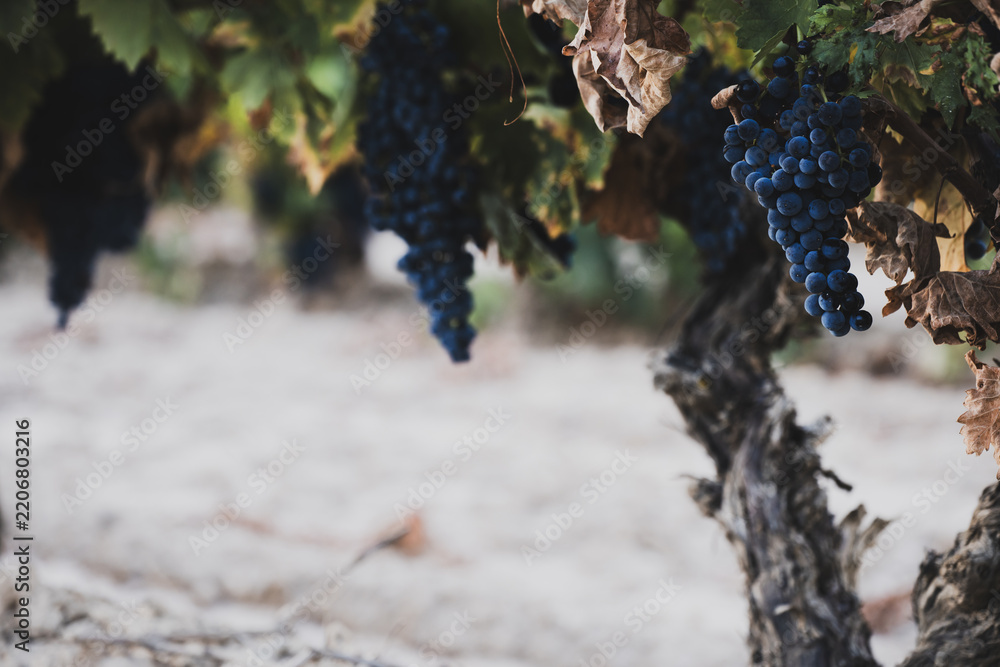 Obraz premium Ripe grape clusters hanging from old vine in vineyard