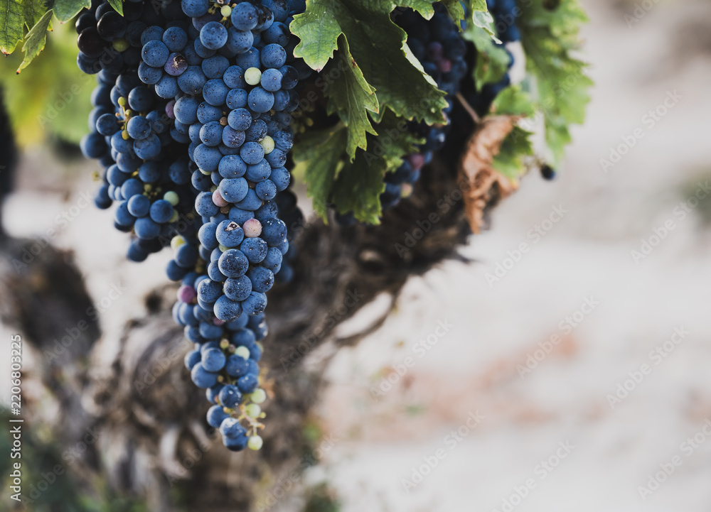 Obraz premium Ripe dark grape cluster hanging from mature grapevine