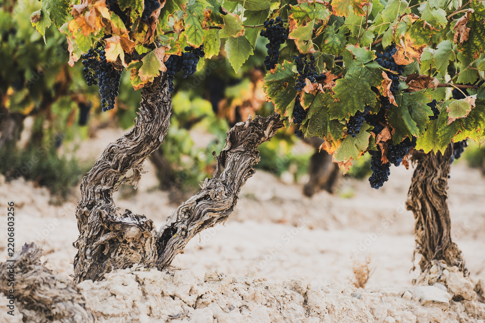 Obraz premium Old grapevines with ripe grapes in Spanish vineyard