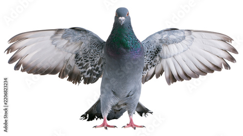 Gray pigeon with wings spread wide, isolated on transparent background