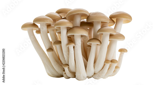 Cluster of brown beech mushrooms with creamy white stems, isolated on transparent background
